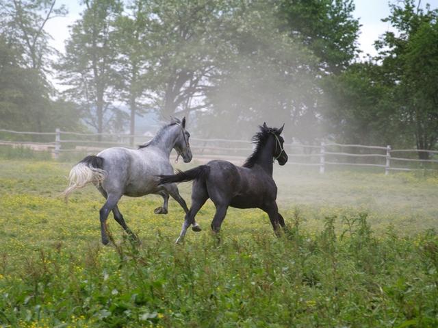Traditional Horse Farm Experience